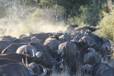 buffalo