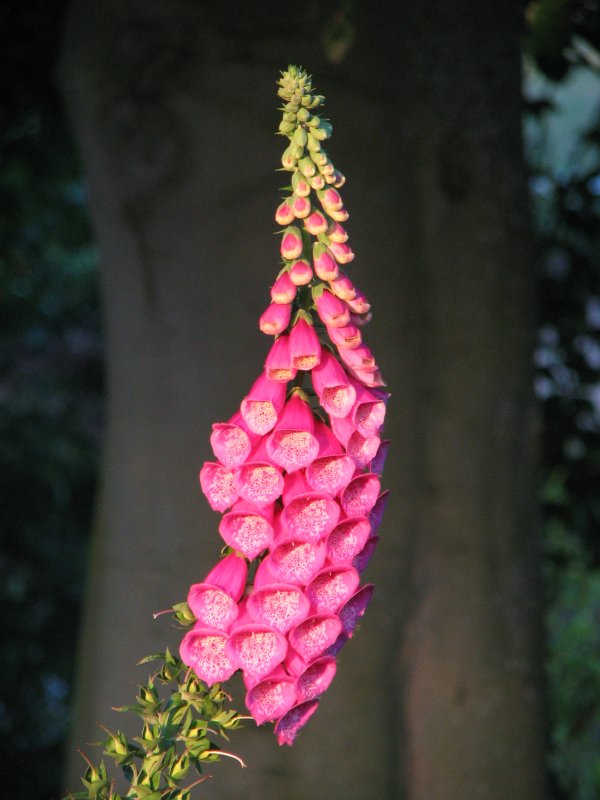 Foxglove