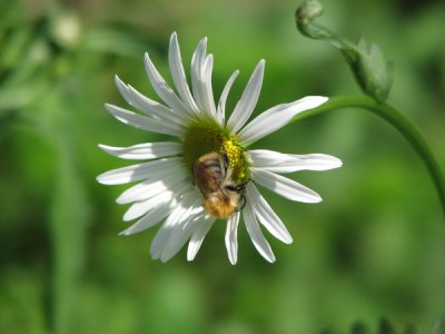 Oxeye Daisy, August 2009