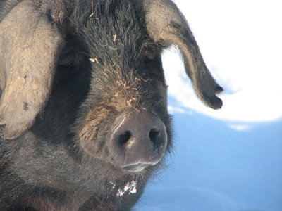 Large Black pig, winter 2008/9