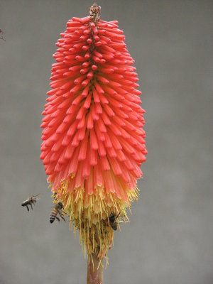 Kniphofia and Honeybees