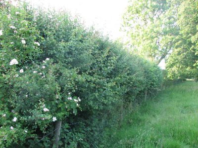 Orchard hedge, summer 2009