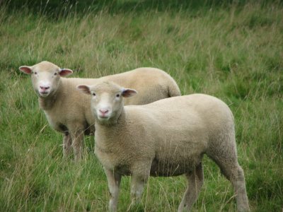New Poll Dorset ewes, summer 2009