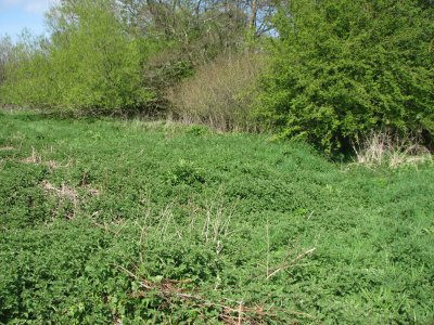 Archie's gravel pit meadow