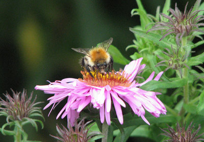 Common Carder bee on Aster novae angliae