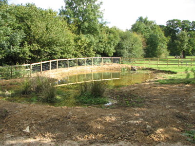 Hazlegrove wildlife pond