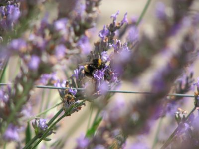 White-tailed bumblebee on lavender