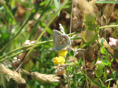 Our orchard meadow