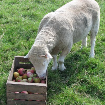 Ribston Pippins