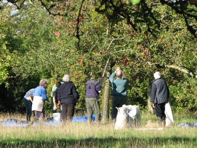 Apple Picking