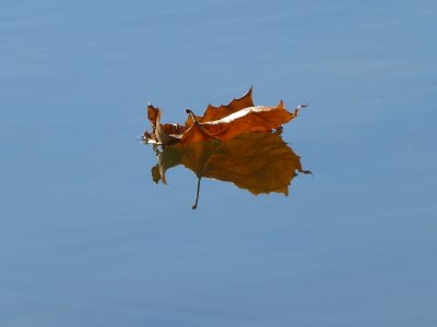 Leaf reflection -  Fitchburg, WI - September 30, 2012