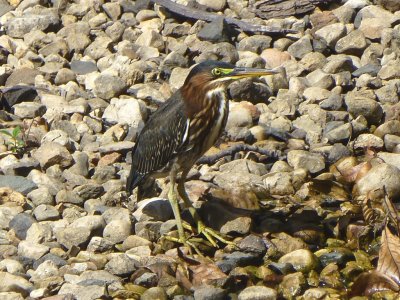 The green heron's lunch - GALLERY