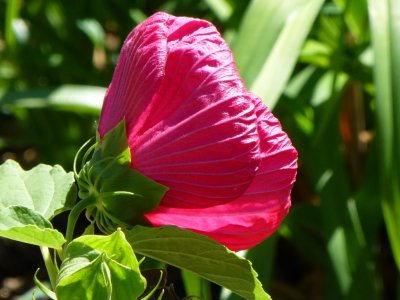 Pink flower back - Fitchburg, WI - September 9, 2012