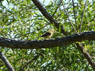 Goldfinch with fall colors - Badger Prairie County Park, Verona, WI - September 24, 2012