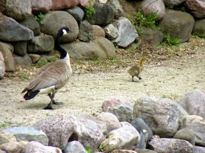 Canada geese-GALLERY