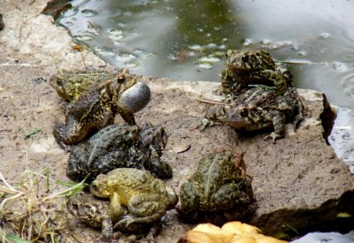 Busy frogs - Rotary Gardens, Janesville, WI - May 12, 2011