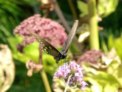 Pipevine swallowtail - Olbrich Gardens, Madison, WI - September 3, 2012 