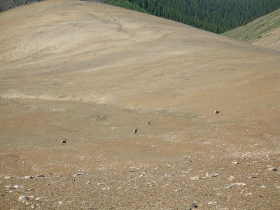 Skyline Trail July 2009