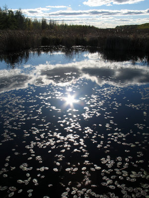 Mer Bleue Bog