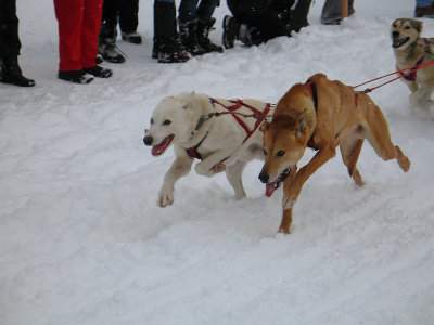 Haliburton Dog Derby, 2008