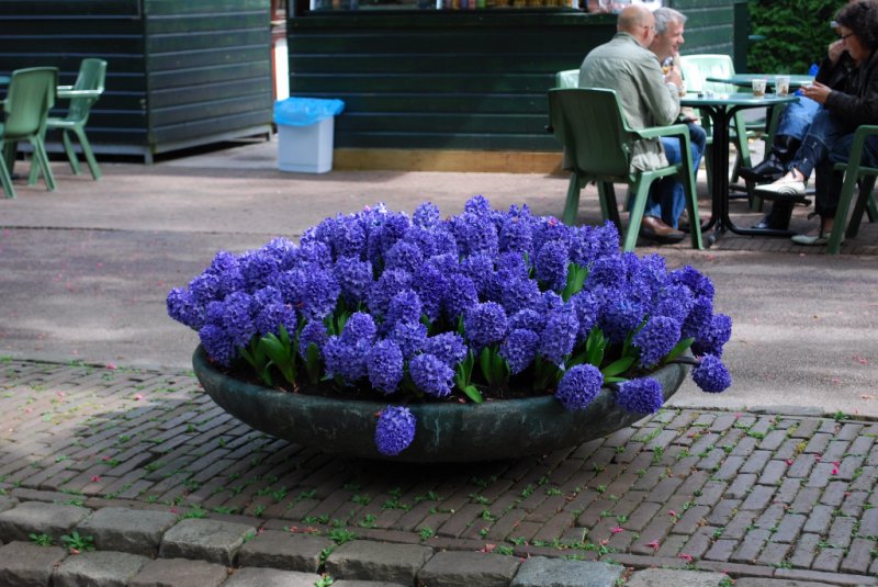 Kuekenhof001.JPG