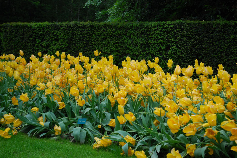 Kuekenhof055.JPG