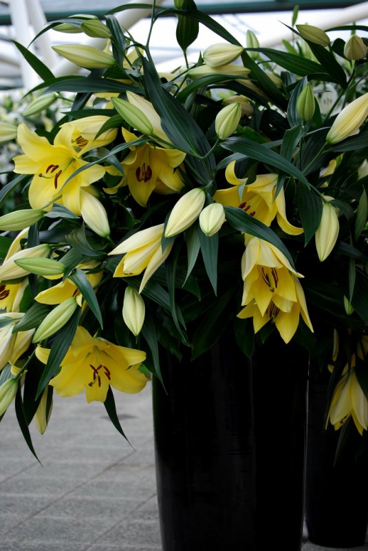 Kuekenhof103.JPG