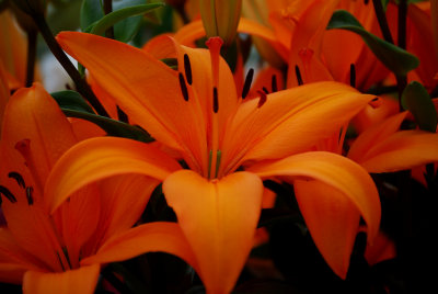 Kuekenhof090.JPG