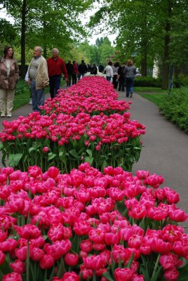Kuekenhof135.JPG