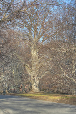 Invasives and weeds infront of beech tree