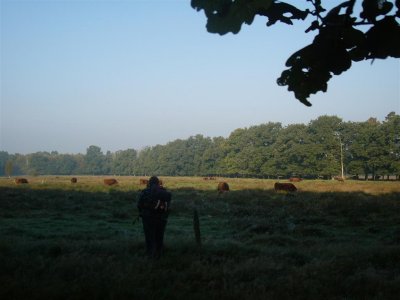 Schotsehooglander in Witteveen