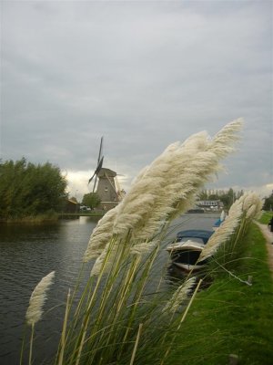 molen bij Schipluiden