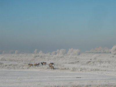 Deventer,  IJslandse pony's in de Ossenwaard bij Spoorbrug IJssel