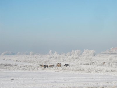 Deventer,  IJslandse pony's in de Ossenwaard bij Spoorbrug IJssel