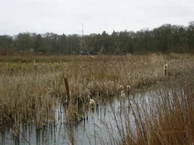 Zwarteweg Hoonhorst