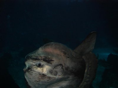 Aquarium in parque das Naoes