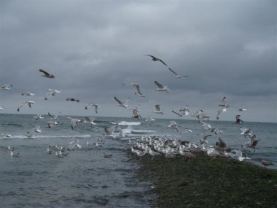 Vogels op de strekdam op Vlieland