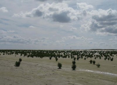 Pioniers op het wad