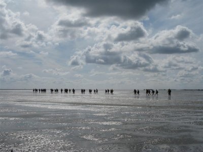 Wadlopen naar de schepen op Terschelling