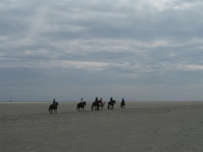 Paarden op Ameland