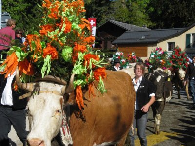 Dsalpe in St. Cergue, koeien gaan van de Alm naar de stal