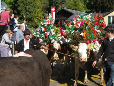 Dsalpe in St. Cergue, koeien gaan van de Alm naar de stal