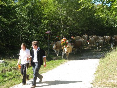 Dsalpe vanuit St. Cergue, koeien gaan van de Alm naar de stal