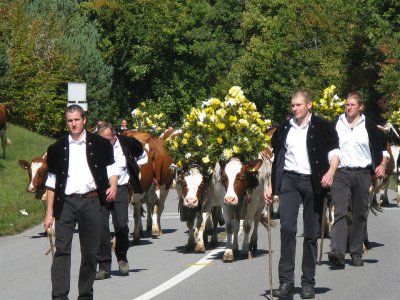 Dsalpe vanuit St. Cergue, koeien gaan van de Alm naar de stal