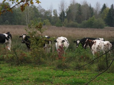 Laurabossen(Kettingdijk)