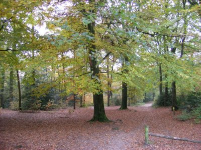 Het Luntersche Buurtbosch