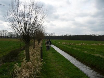 De Koningsleiding met knotwilgen