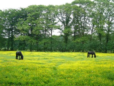 paardenwei bij Loenen