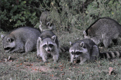 JPG CS 4Five Coons DSC_0464.jpgISO 6400