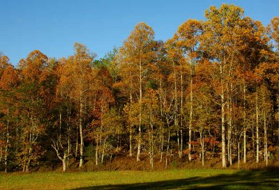 JPG CS Tree Line DSC_9207.jpg